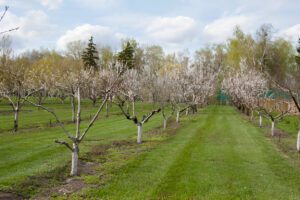 tree and shrub pruning