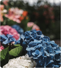 Hydrangeas