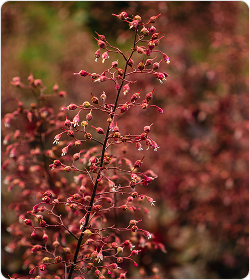 Coral Bells