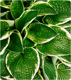 Hosta