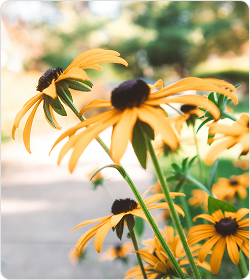 Black Eyed Susan